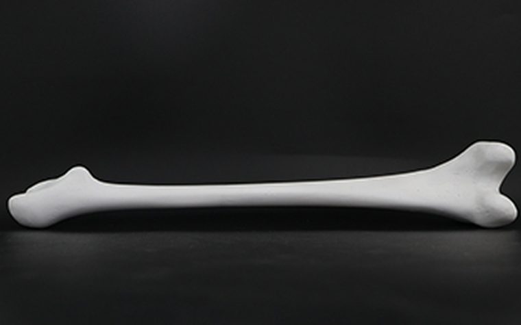 A 3D printed bone model built from CT scan data
